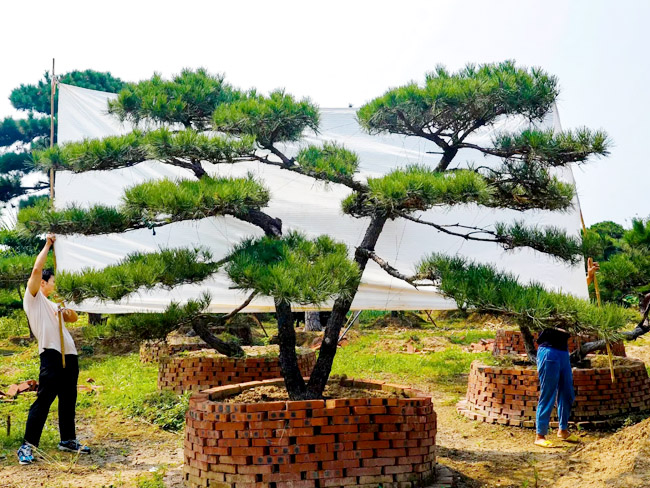 培育造型黑松的技巧有很多，你都知道有哪些？