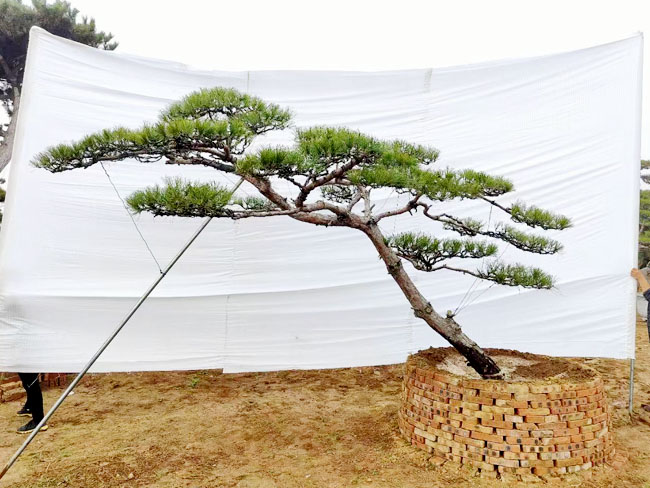 造型松生長的苗床應(yīng)當(dāng)整理平整