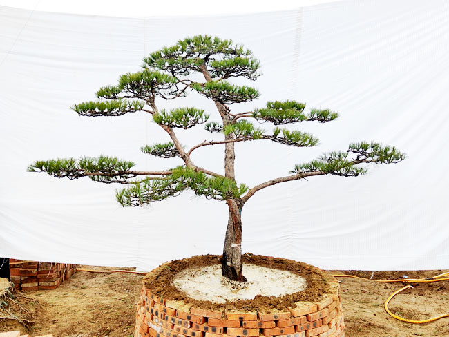 造型松日常養(yǎng)護(hù)注意事項(xiàng)