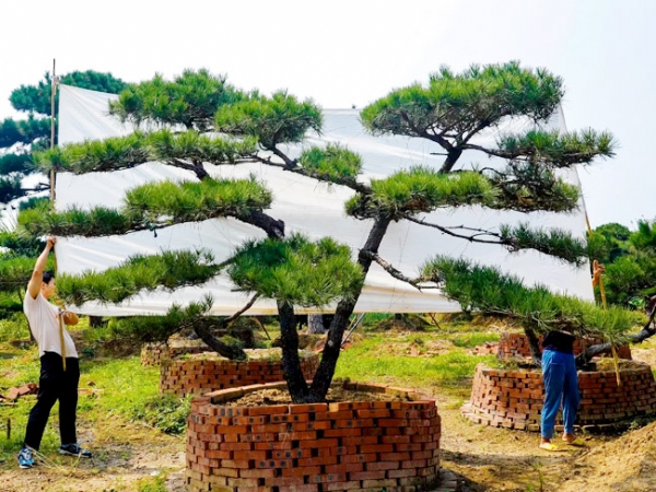 培育造型黑松的技巧有很多，你都知道有哪些？