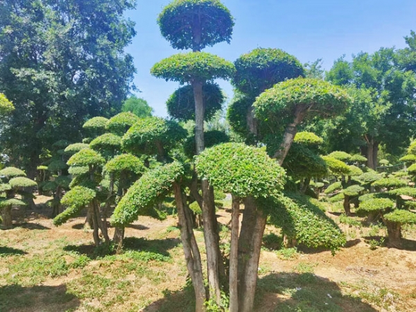 對(duì)節(jié)白蠟